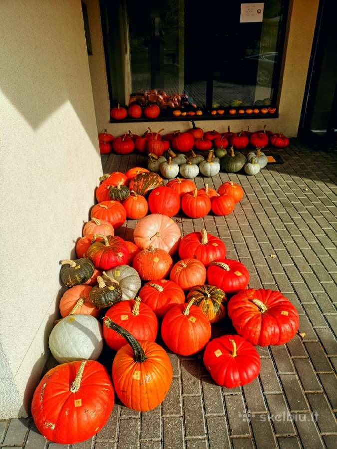 Moliūgai, Bajoruose! Savitarna vėl veikia! - nuotraukos Nr. 10
