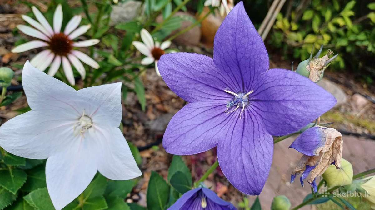 Rytinė imperata "Red Baron" - nuotraukos Nr. 23