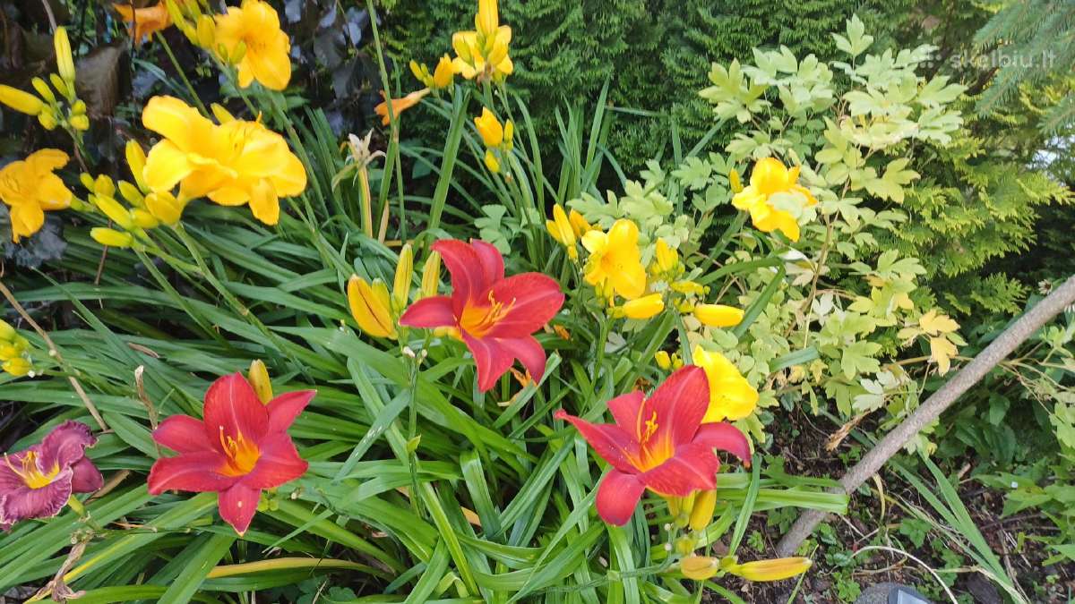 Rytinė imperata "Red Baron" - nuotraukos Nr. 24