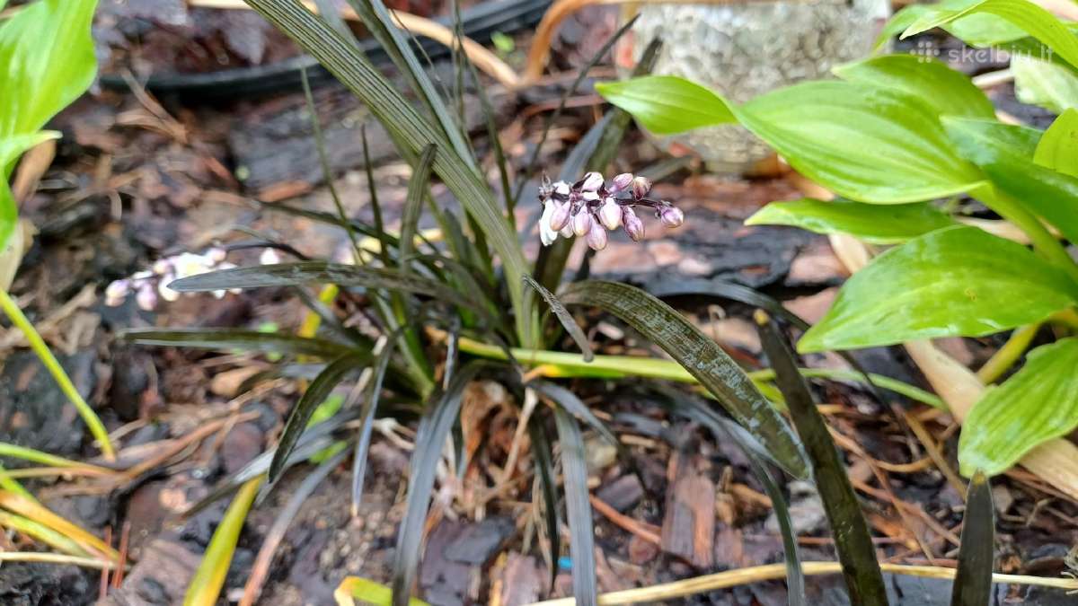Rytinė imperata "Red Baron" - nuotraukos Nr. 4
