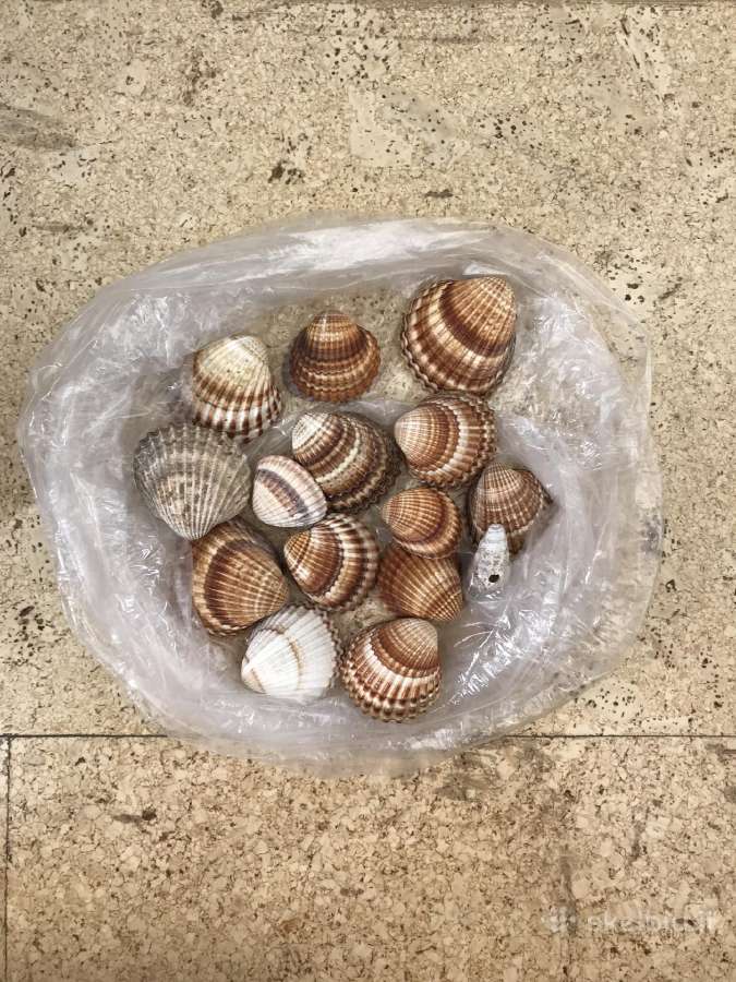 Akvariumo dekoracijos (naujos - nenaudotos)