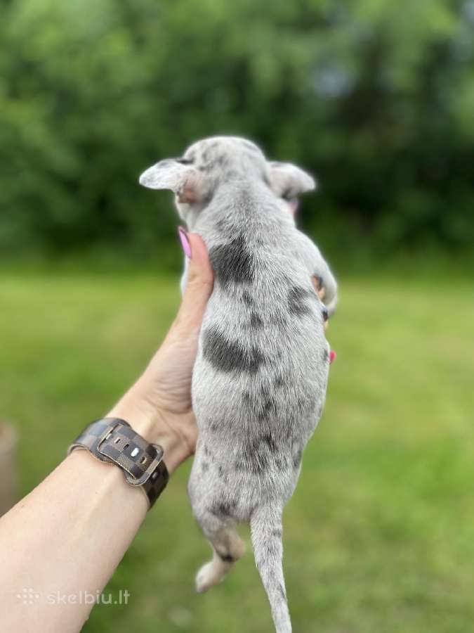 Ekskliuzyvinis mini mini berniukas su dok. - nuotraukos Nr. 11