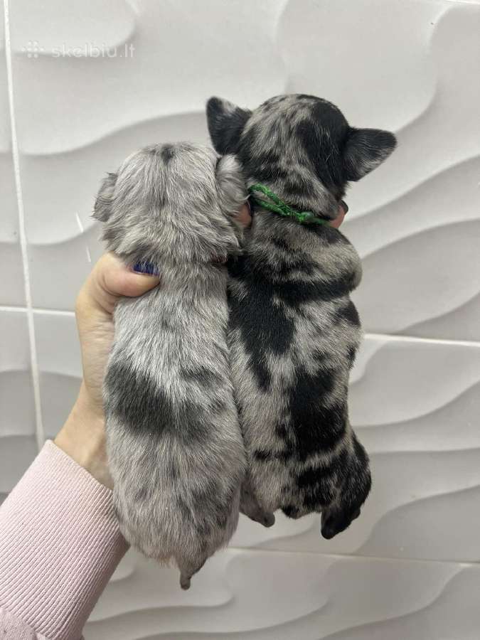 Ekskliuzyvinis mini mini berniukas su dok. - nuotraukos Nr. 20