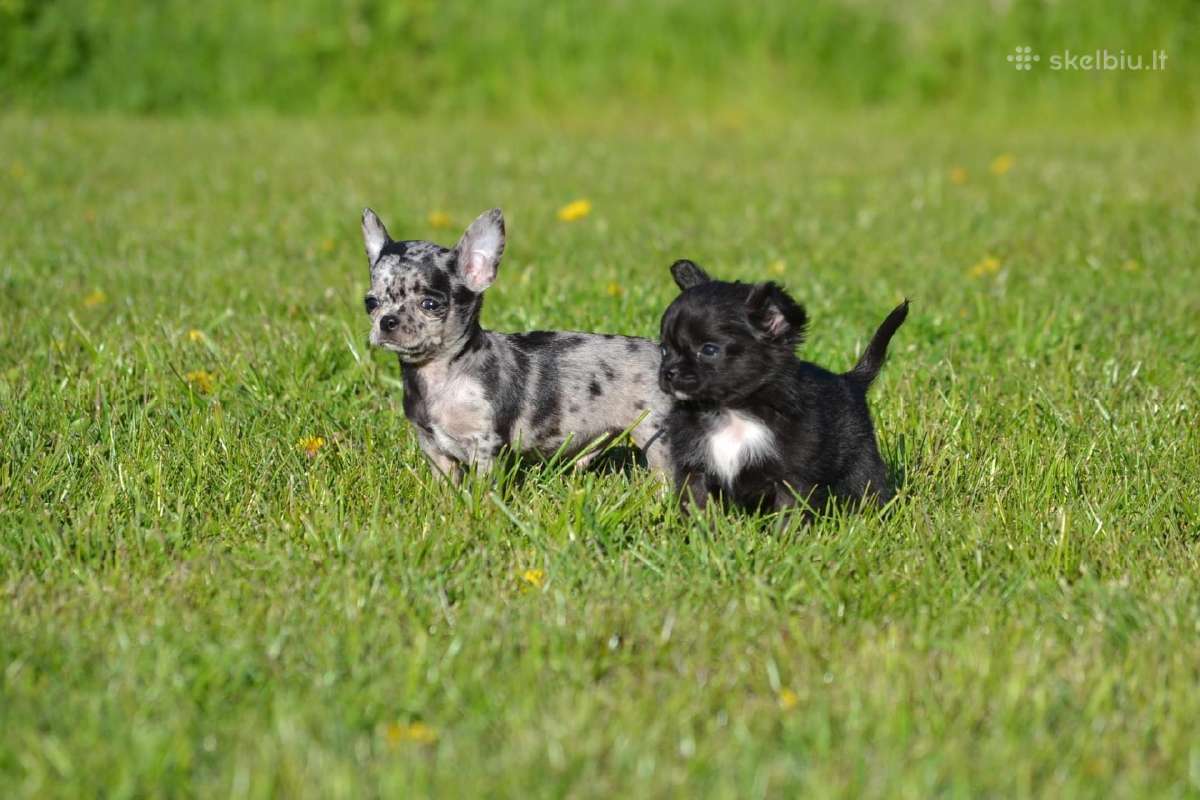 Ekskliuzyvinis mini mini berniukas su dok. - nuotraukos Nr. 21