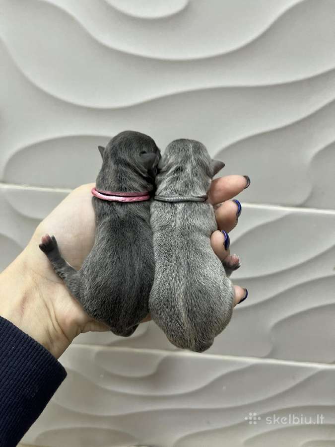 Ekskliuzyvinis mini mini berniukas su dok. - nuotraukos Nr. 5