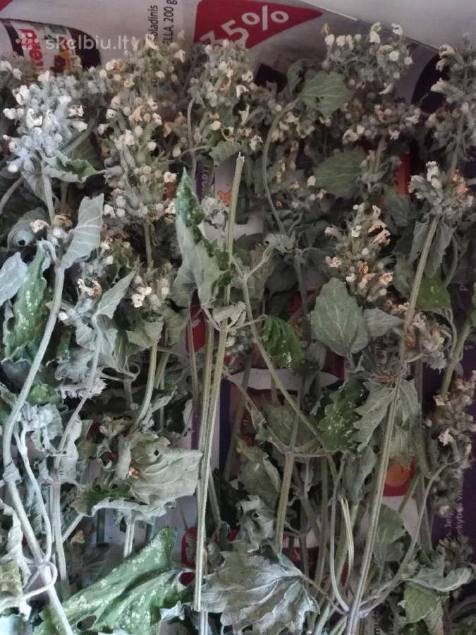Sode užauginta,džiovinta mėta,raudonėlis arbatai - nuotraukos Nr. 11