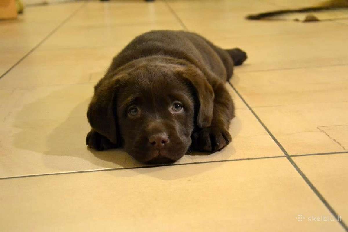 Kilmingi labradoro retriveriai - nuotraukos Nr. 16