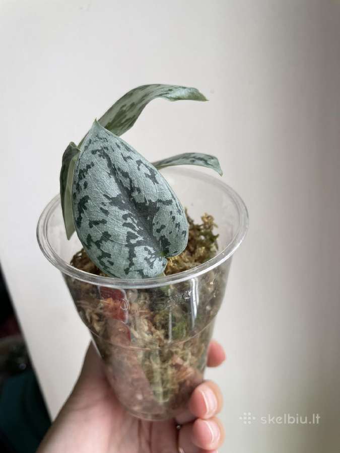Epipremnum Silver Lady karpiniai - nuotraukos Nr. 5