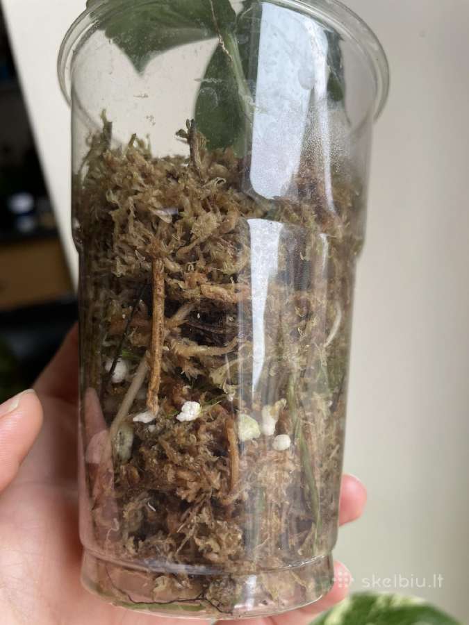 Epipremnum Silver Lady karpiniai - nuotraukos Nr. 6