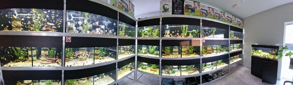 Akvariuminės žuvytės
