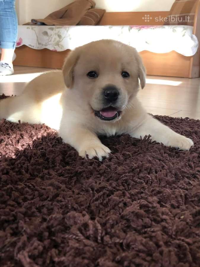 Kilmingi labradoro Retriveriai Angelų Rojus