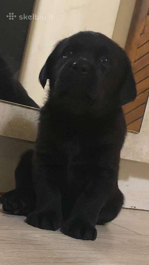 Juodi kilmingi labradoro Retriveriai Angelų Rojus - nuotraukos Nr. 8