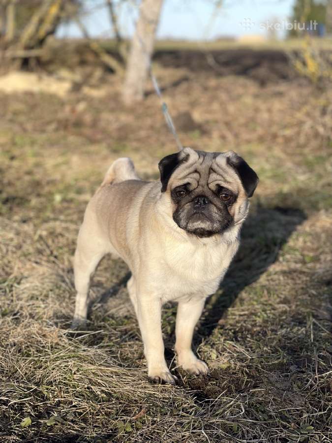 Mopsas kergimui