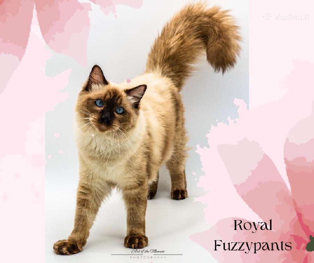 Ragdoll Veislynas Rezervacija - nuotraukos Nr. 13