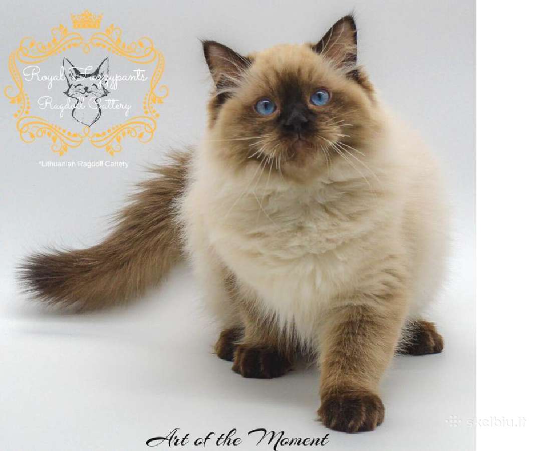 Ragdoll Veislynas Rezervacija - nuotraukos Nr. 14