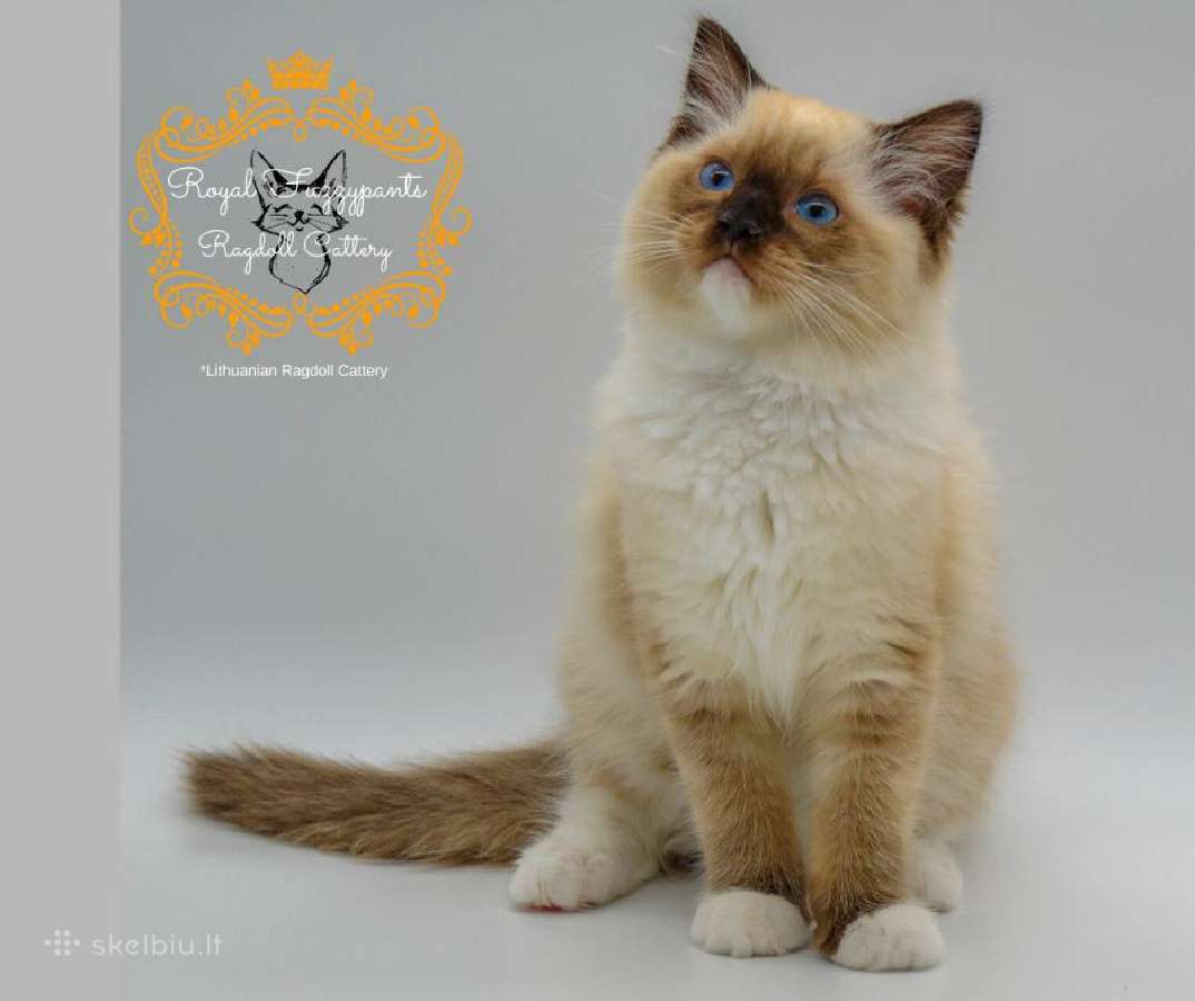 Ragdoll Veislynas Rezervacija - nuotraukos Nr. 16
