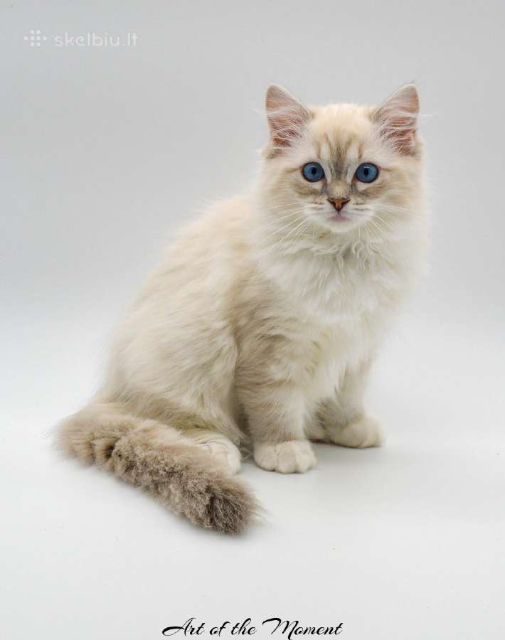 Ragdoll Veislynas Rezervacija - nuotraukos Nr. 7