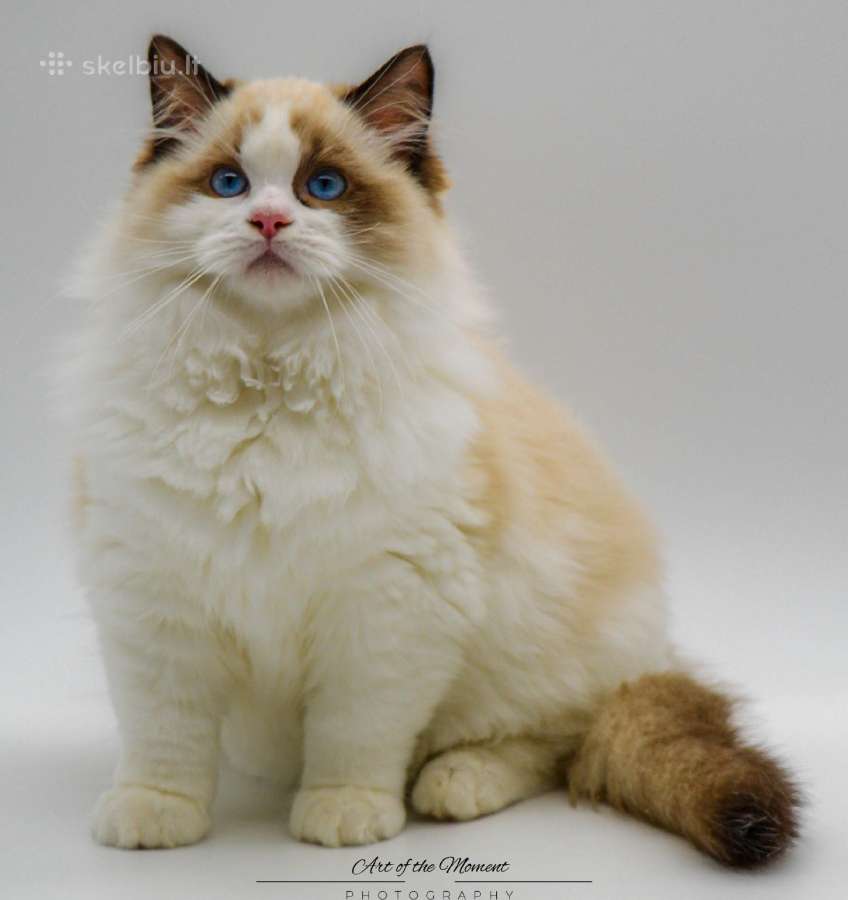 Ragdoll Veislynas Rezervacija - nuotraukos Nr. 6