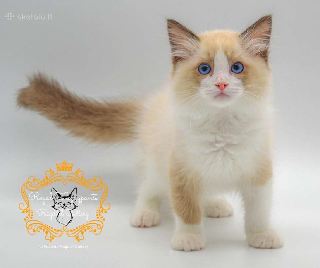 Ragdoll Veislynas Rezervacija - nuotraukos Nr. 8