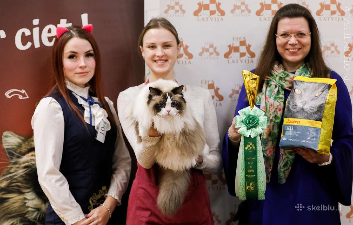 Ragdoll Veislynas Rezervacija - nuotraukos Nr. 19