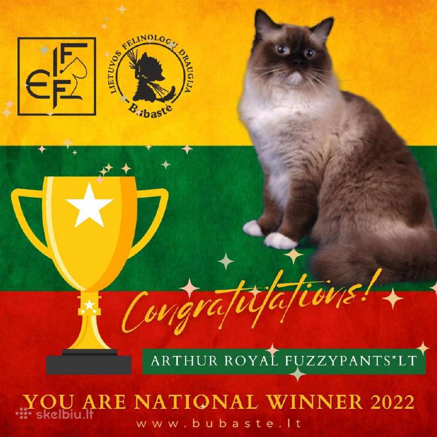 Ragdoll Veislynas Rezervacija - nuotraukos Nr. 24