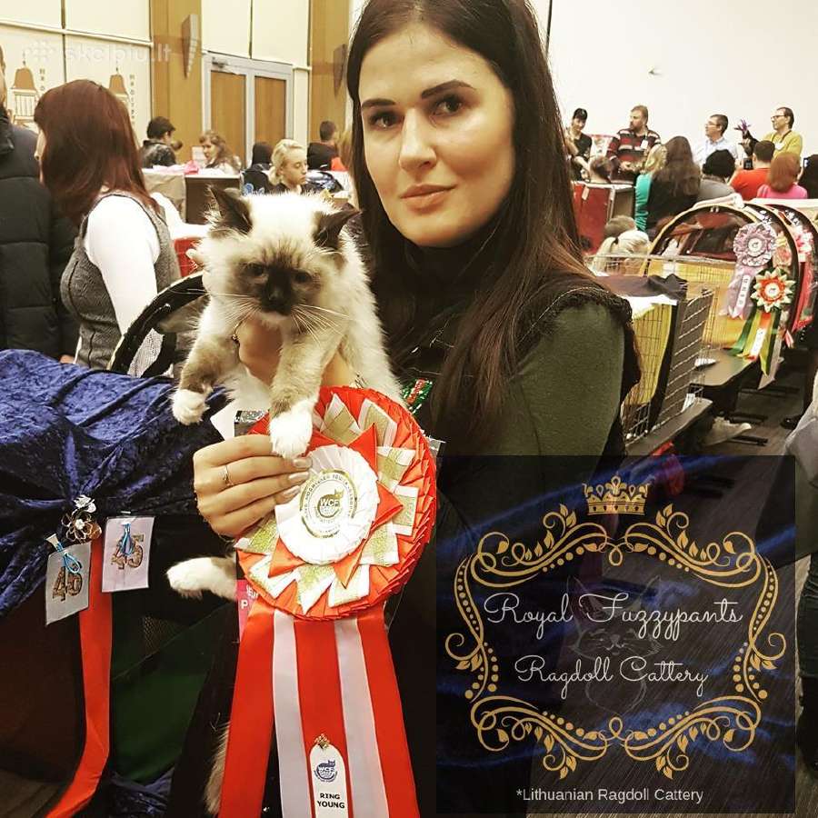 Ragdoll Veislynas Rezervacija - nuotraukos Nr. 27