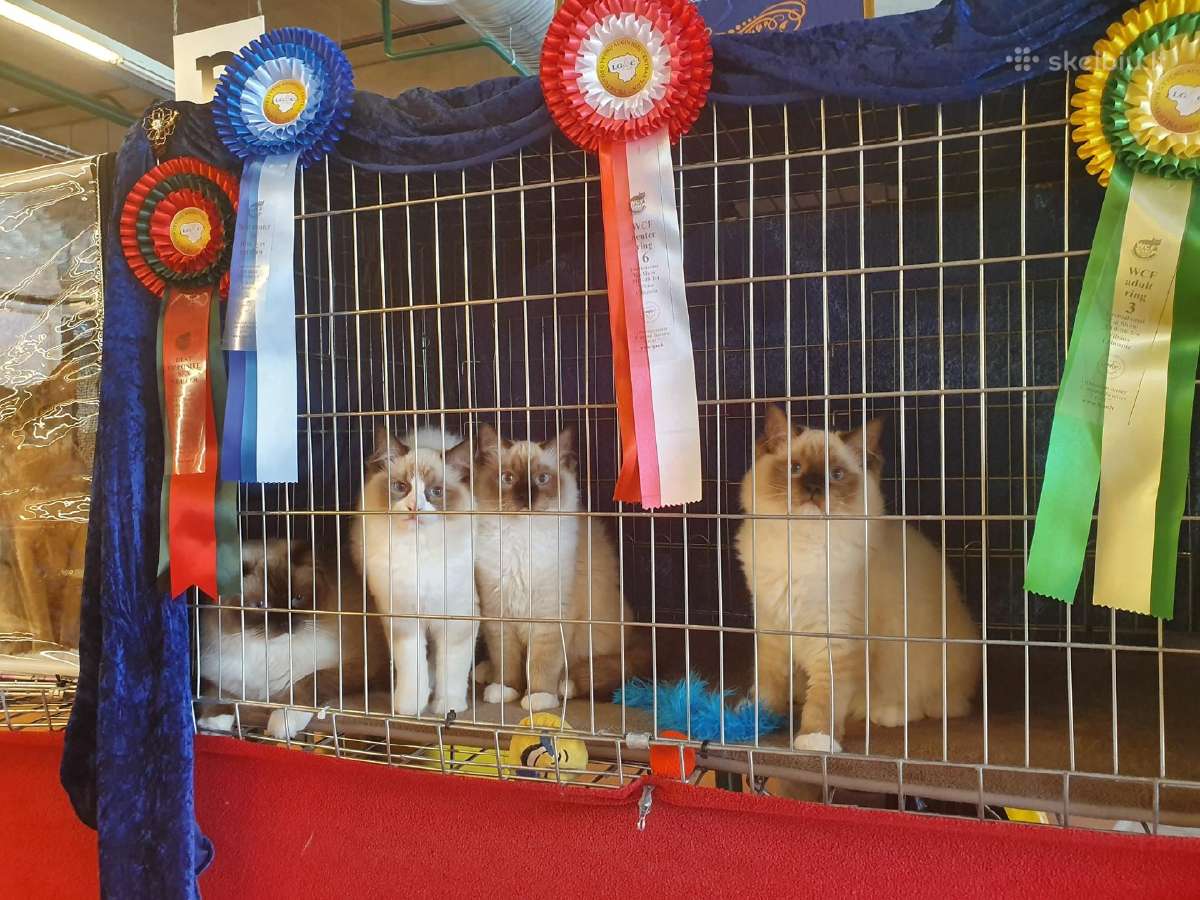Ragdoll Veislynas Rezervacija - nuotraukos Nr. 28