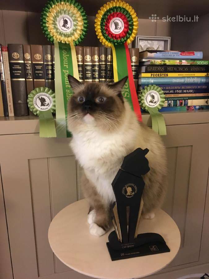 Ragdoll Veislynas Rezervacija - nuotraukos Nr. 29