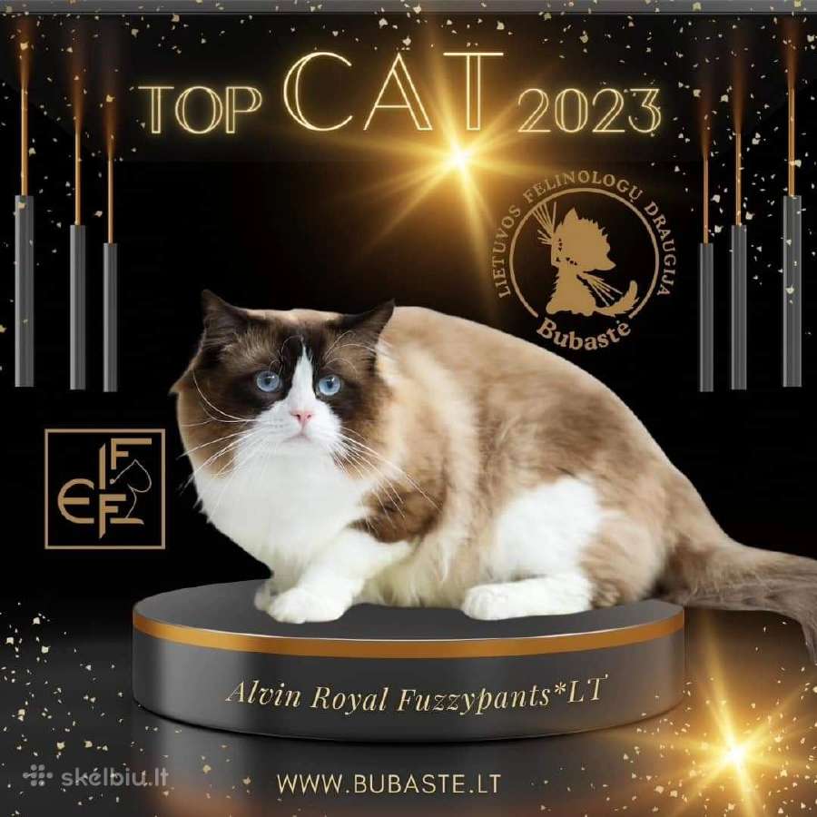 Ragdoll Veislynas Rezervacija - nuotraukos Nr. 23