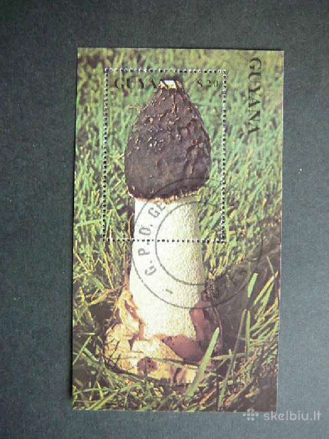 Grybai Gajana 1990 antsp. gjn339