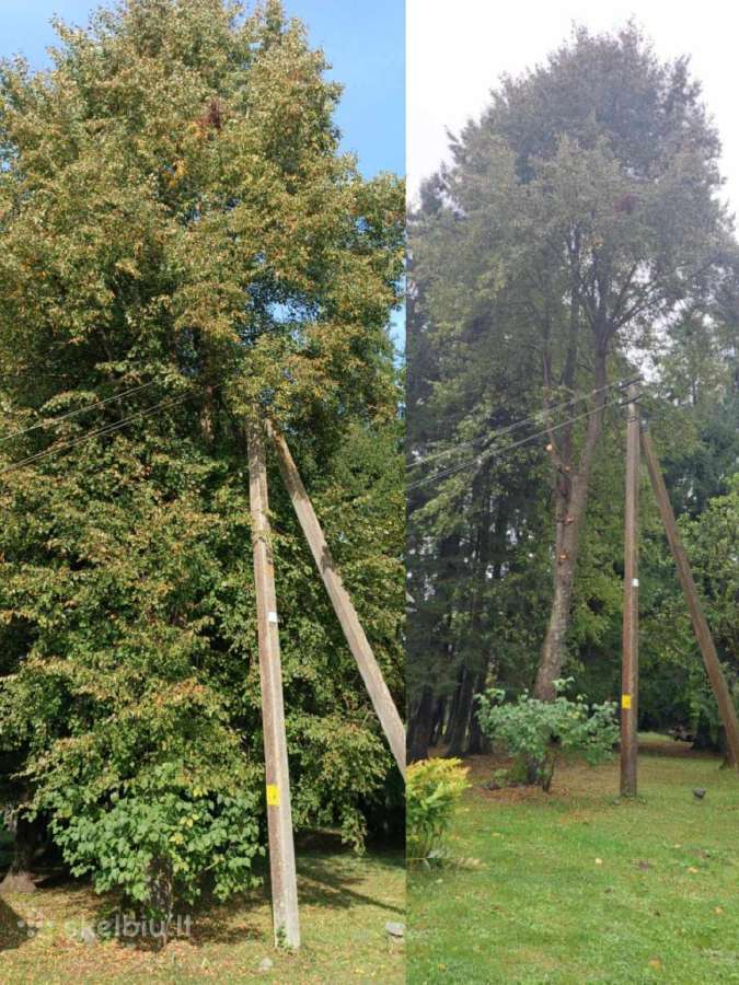 Medžių pjovimas, genėjimas, žolės pjovimas - nuotraukos Nr. 5
