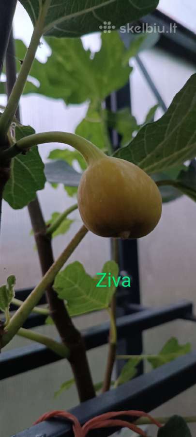 Figmedžių, gervuogių, vynuogių, bruknių sodinukai. - nuotraukos Nr. 29