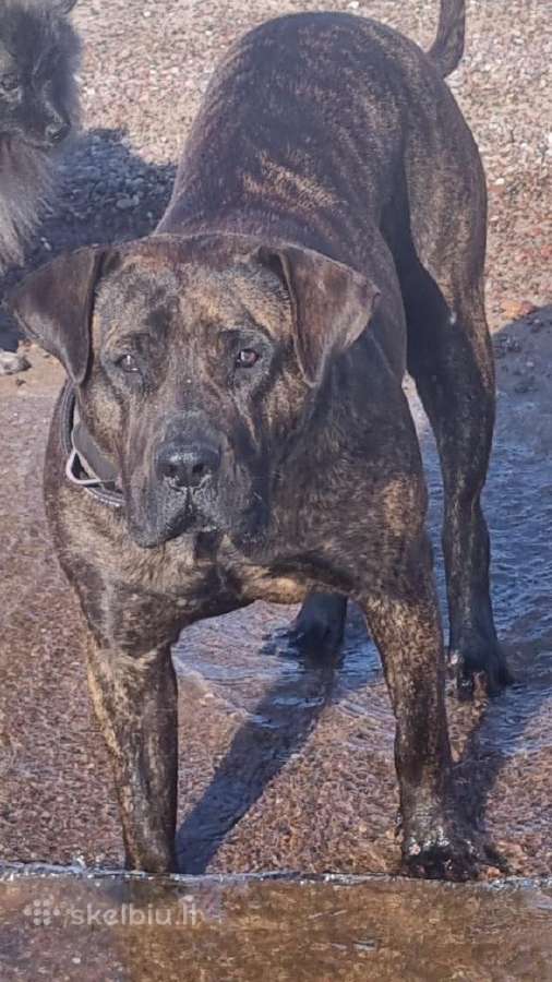 Kanaru dogai(presa Canario)sulaukėme vados - nuotraukos Nr. 8