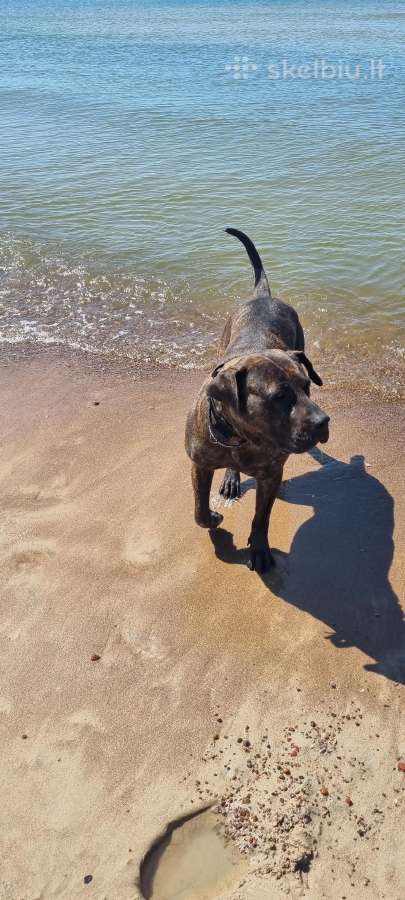 Kanaru dogai(presa Canario)sulaukėme vados - nuotraukos Nr. 9