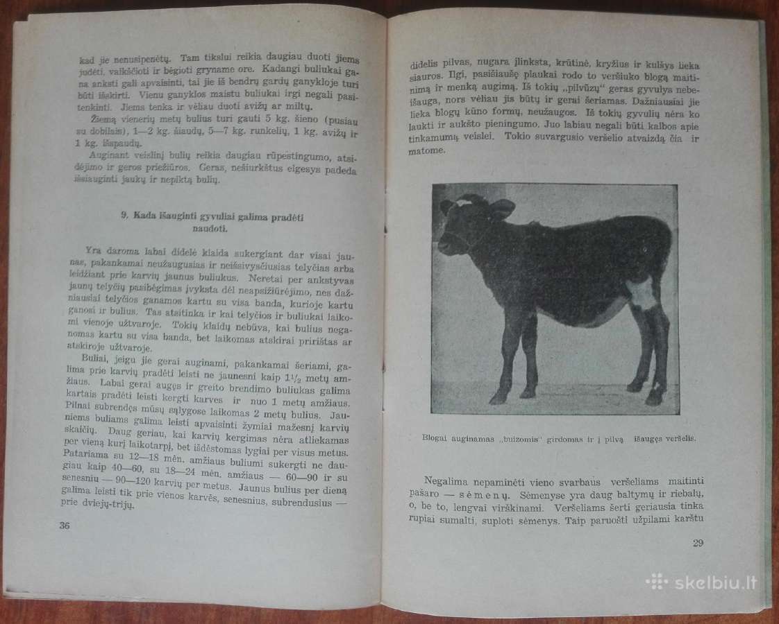 1900. Avių Ir Veršelių Auginimas P. Valas - nuotraukos Nr. 5