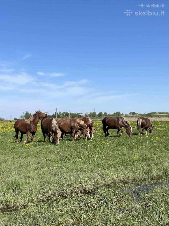 Perku Lietuvos Sunkiųjų veislės kumeles iki 2metų