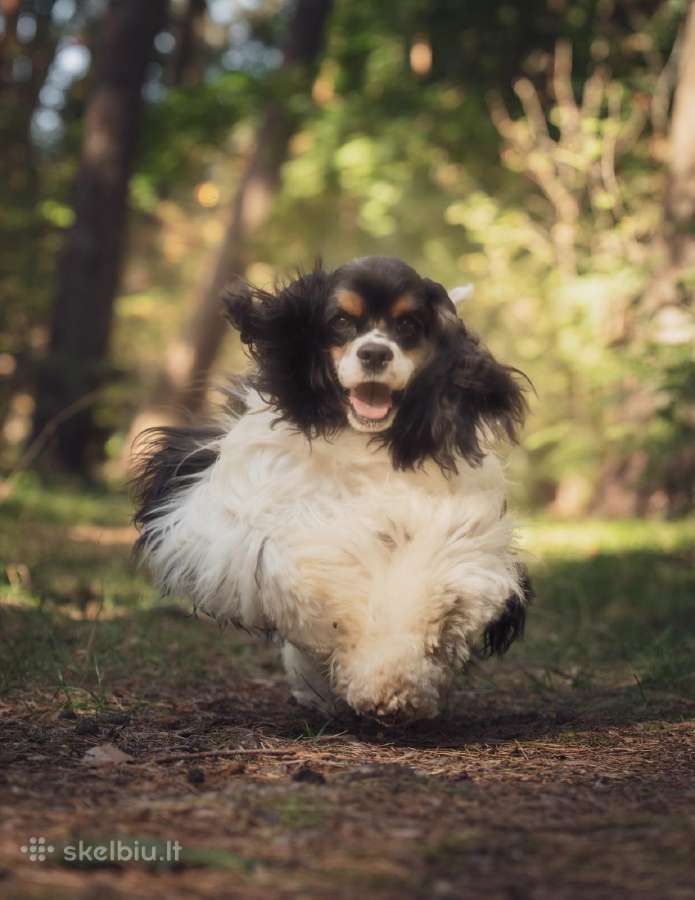 Grynaveisliai Amerikiečių kokerspanieliai - nuotraukos Nr. 14