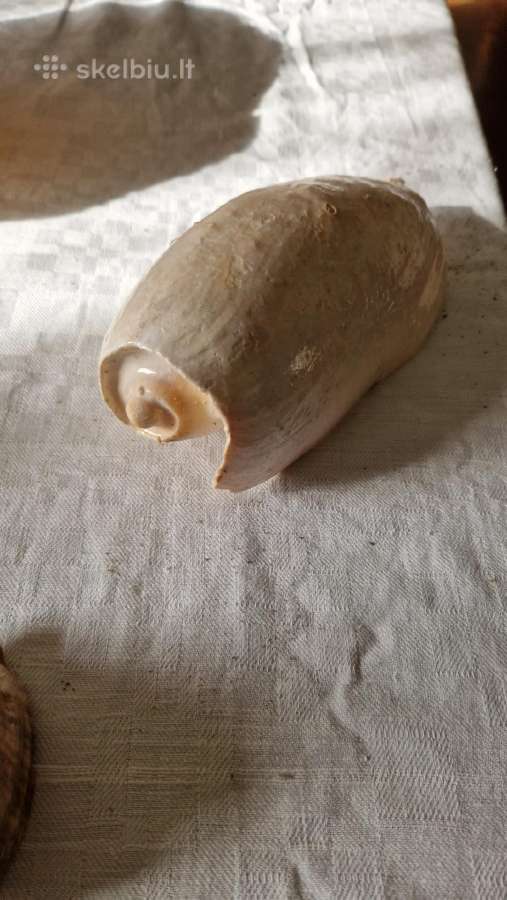 Jūrinės kriauklės
