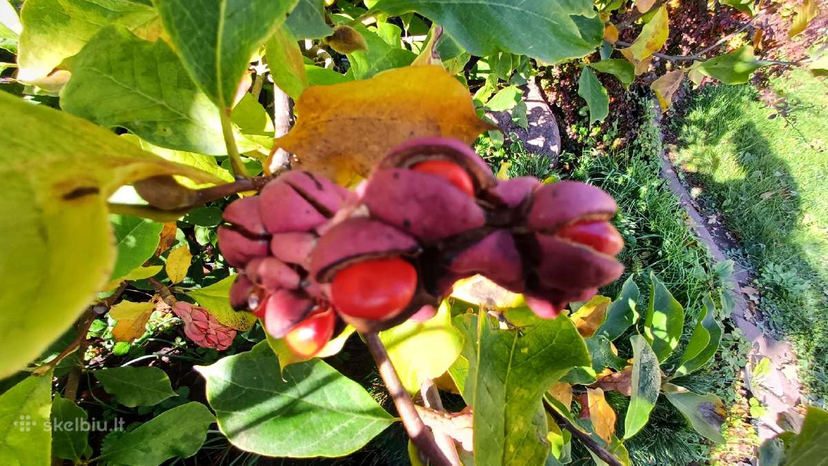 Magnolijos - nuotraukos Nr. 4