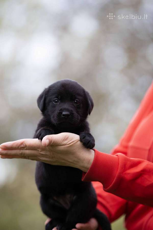Juodi kilmingi labradoro Retriveriai Angelų Rojus - nuotraukos Nr. 3