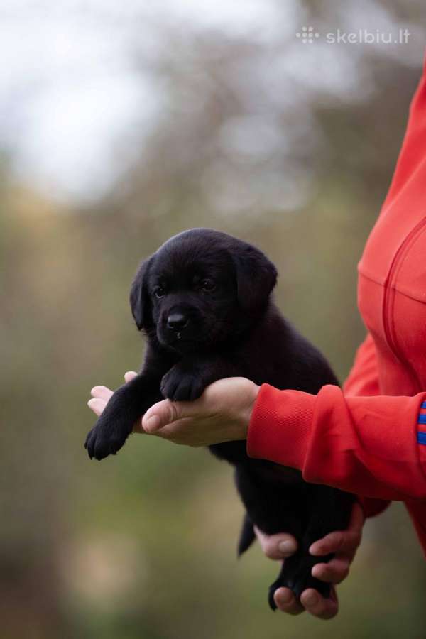 Juodi kilmingi labradoro Retriveriai Angelų Rojus - nuotraukos Nr. 5