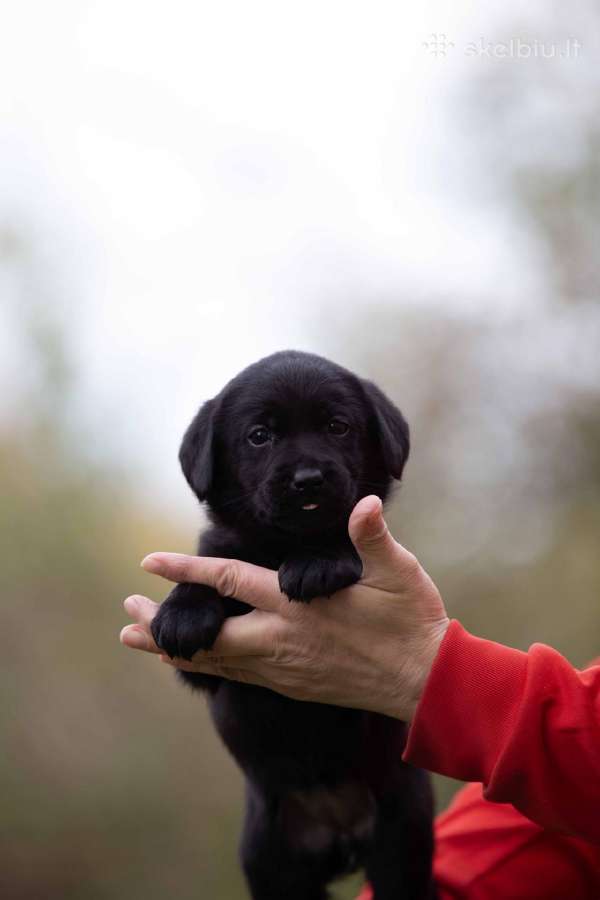 Juodi kilmingi labradoro Retriveriai Angelų Rojus - nuotraukos Nr. 6