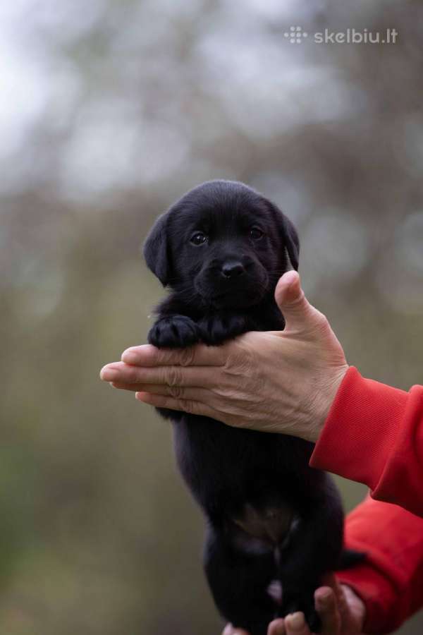 Juodi kilmingi labradoro Retriveriai Angelų Rojus - nuotraukos Nr. 4