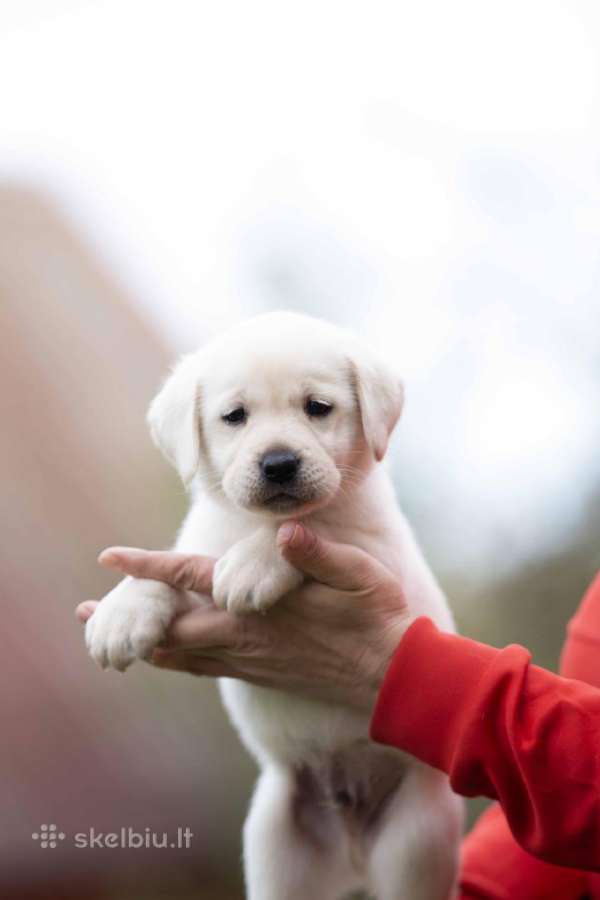 Kilmingi labradoro Retriveriai Angelų Rojus - nuotraukos Nr. 9