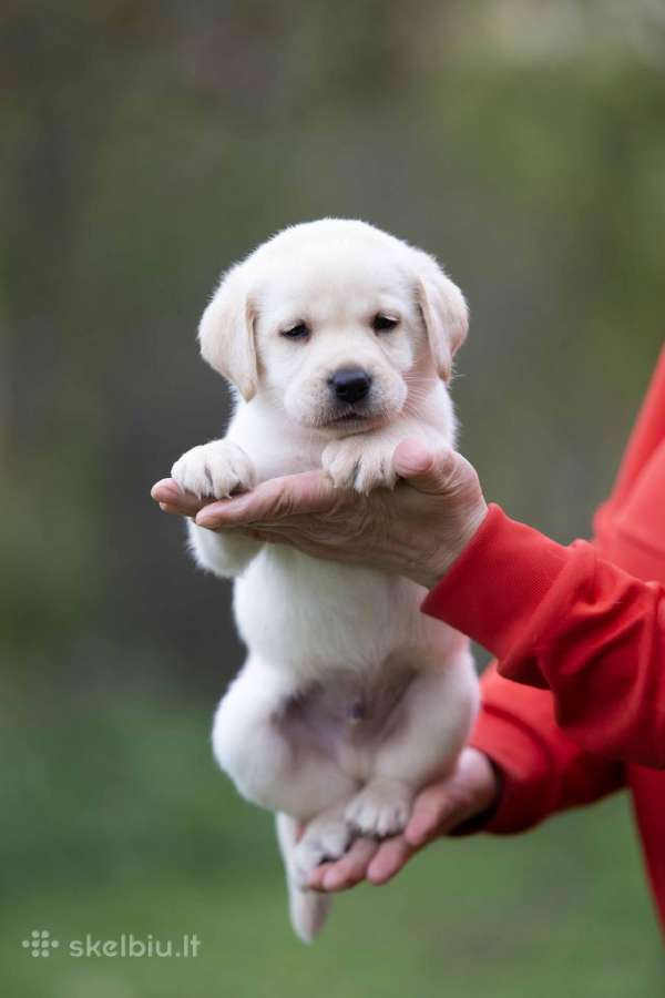 Kilmingi labradoro Retriveriai Angelų Rojus - nuotraukos Nr. 6