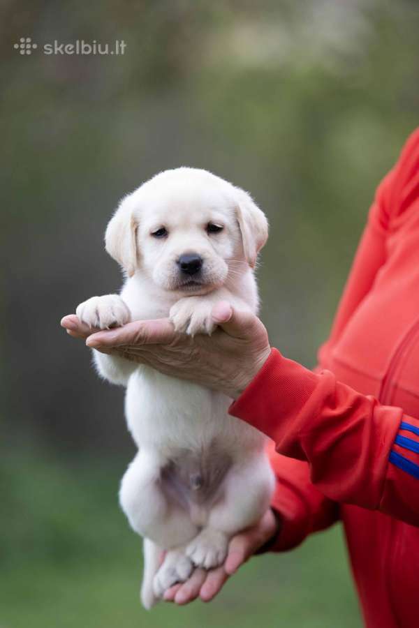 Kilmingi labradoro Retriveriai Angelų Rojus - nuotraukos Nr. 10