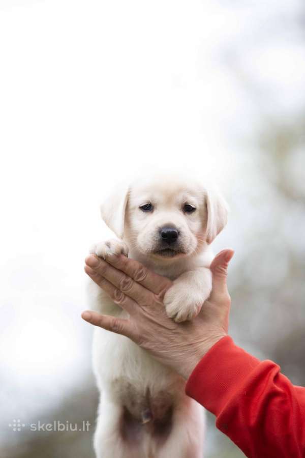 Kilmingi labradoro Retriveriai Angelų Rojus - nuotraukos Nr. 12