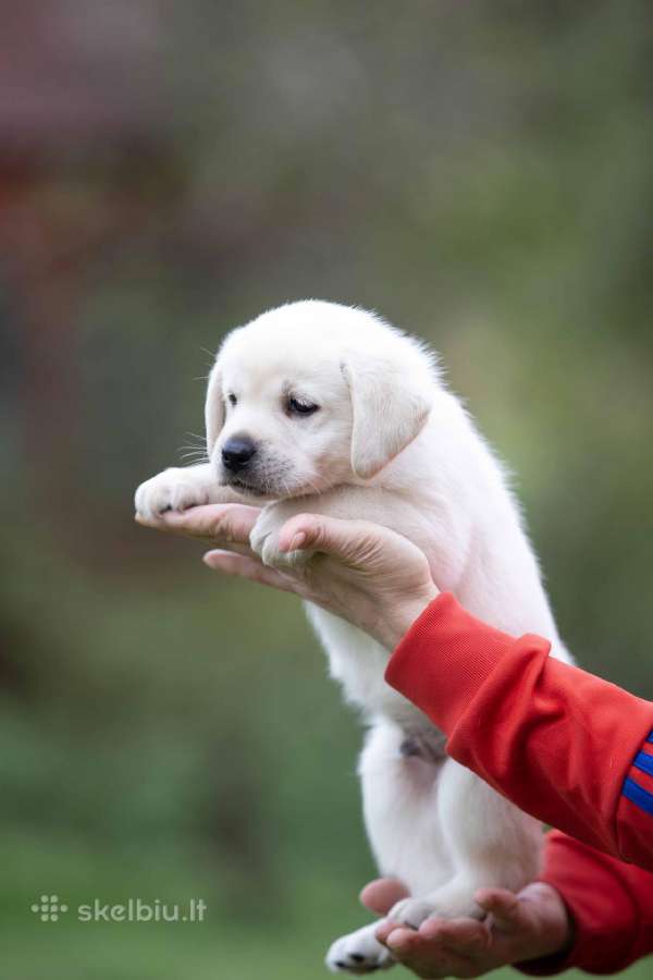 Kilmingi labradoro Retriveriai Angelų Rojus - nuotraukos Nr. 11