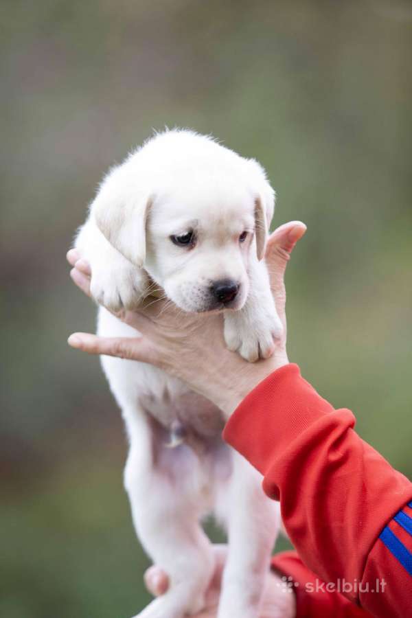 Kilmingi labradoro Retriveriai Angelų Rojus - nuotraukos Nr. 5