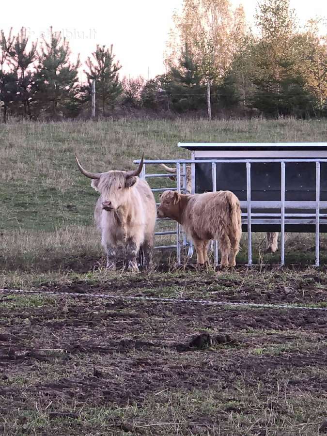 Hailendai